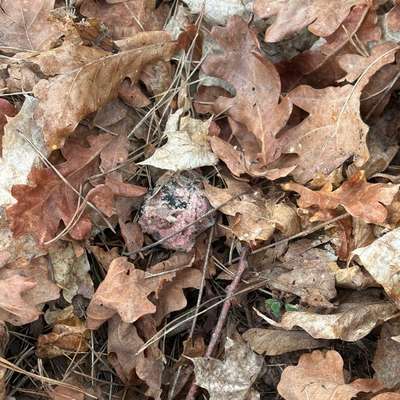 Giftköder-Vermutlicher Giftköder-Bild