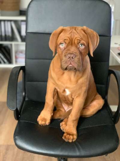 Bordeauxdoggen hier?-Beitrag-Bild