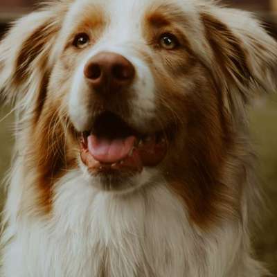 Hundetreffen-Trainingsspaziergang und soziale Kontakte-Bild