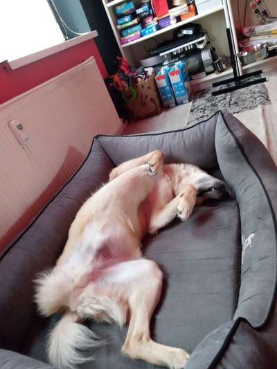 Die Dogorama Wochen Challenge-Beitrag-Bild