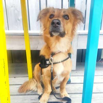 Wo sind die Golden Retriever Liebhaber?-Beitrag-Bild