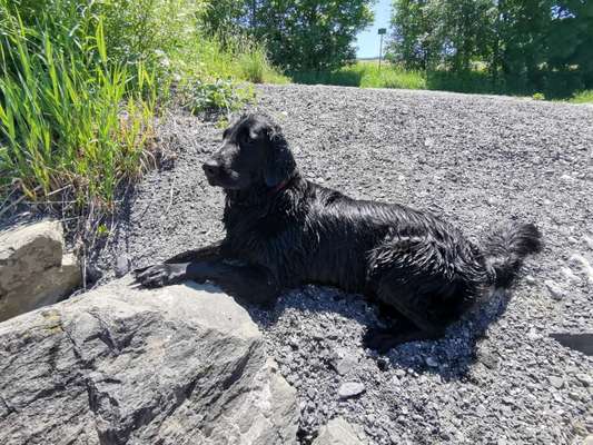 Flat Coated Retriever-Beitrag-Bild