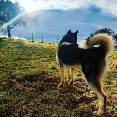 Hundetreffen-Gassi und Spielrunde in Losheim am See-Profilbild