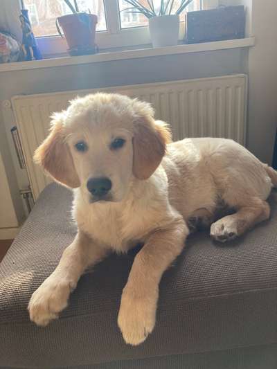 Wo sind die Golden Retriever Liebhaber?-Beitrag-Bild