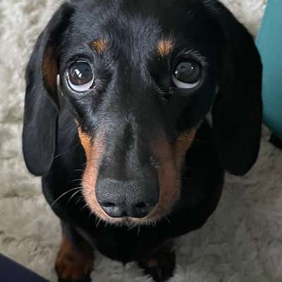 Hundetreffen-Spielen und gegenseitige Betreuung-Bild