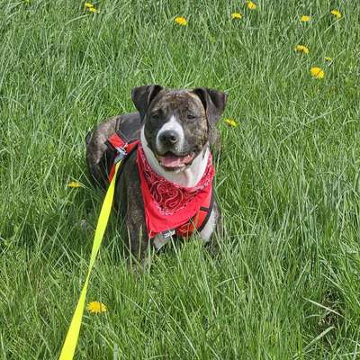 Hundetreffen-Spieldate gesucht! :)-Bild