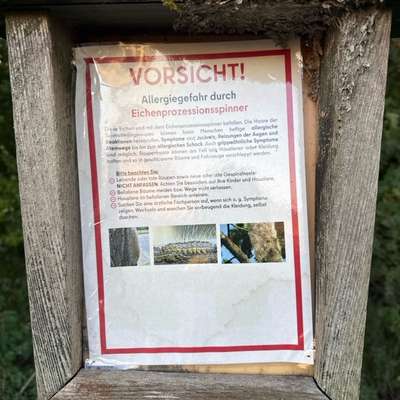 Giftköder-Eichenprozessspinner-Bild