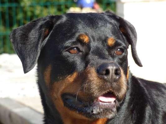 Rottweiler-Beitrag-Bild