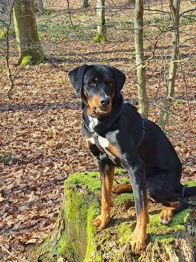 Appenzeller Sennenhunde-Beitrag-Bild