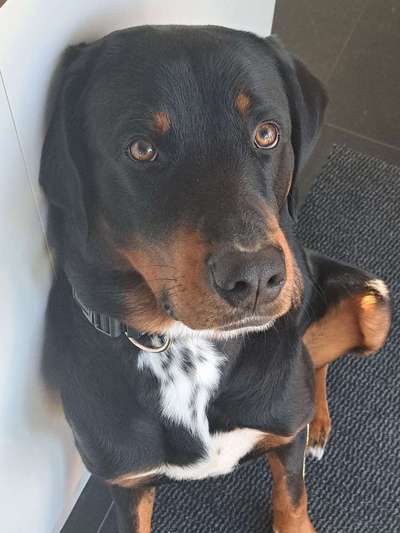 Hunde Porträt (Portrait) Galerie....-Beitrag-Bild