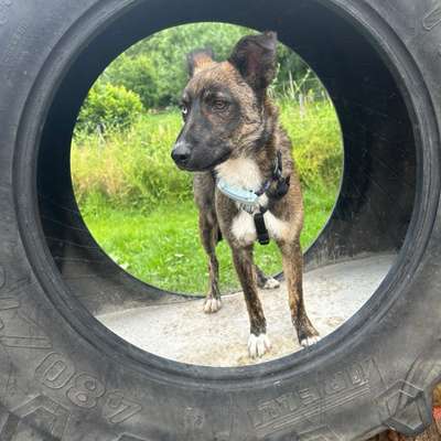 Hundetreffen-Socialwalk Gefährten gesucht-Bild