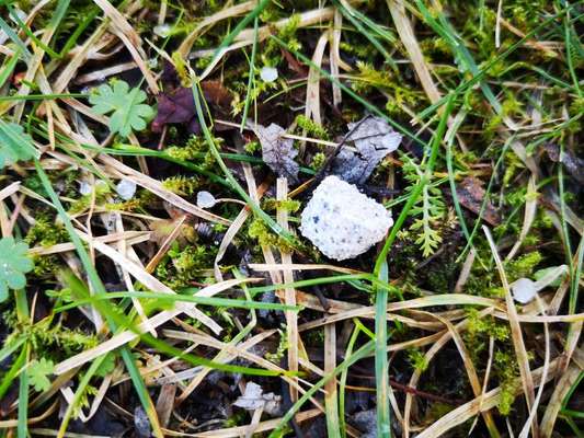 Giftköder-Giftköder in Marshmallows-Bild