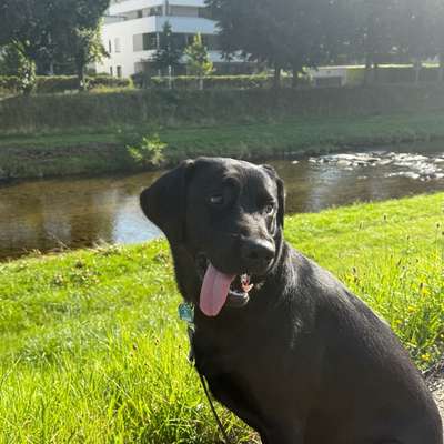 Hundetreffen-Spielen Spaß & Freude in Hennigsdorfer auslaufgebiet-Bild