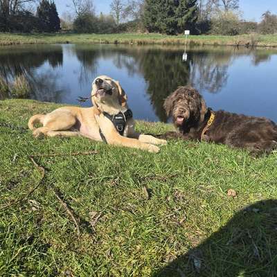 Hundetreffen-Spielen-Bild