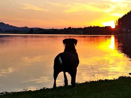 Dogorama-Monats-Challenge-Mai "Wasser"-Beitrag-Bild