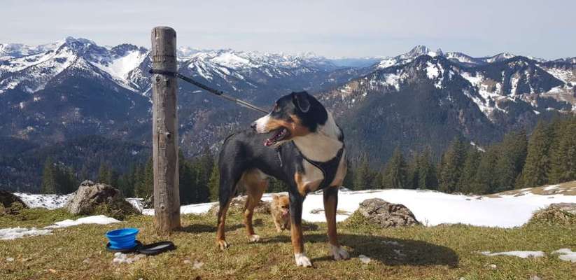 Hundetreffen-Hundebegegnungen üben-Bild