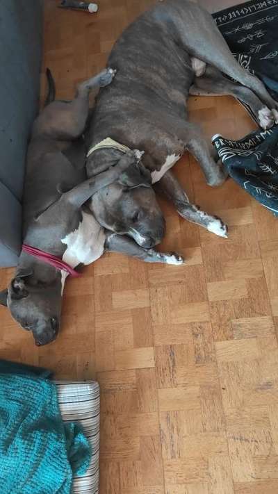 Hundetreffen-Sozial Walk mit Leine und Abstand-Bild