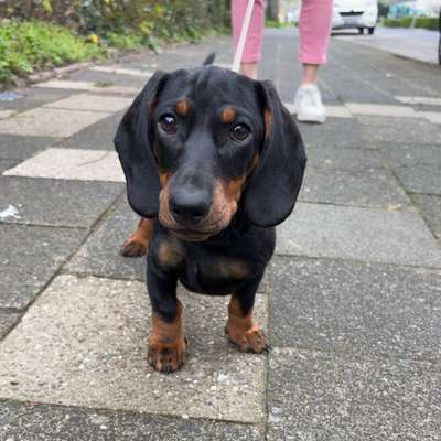 Hundetreffen-Spaziergang mit Spieleinheiten-Bild