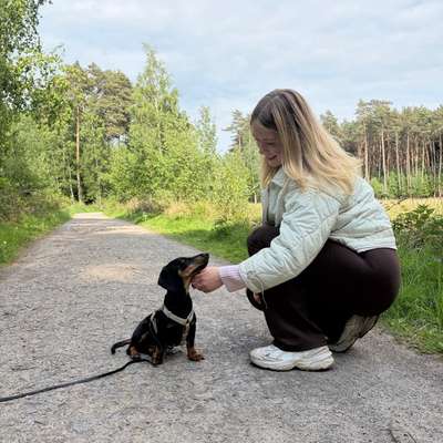 Hundetreffen-Welpentreffen-Bild
