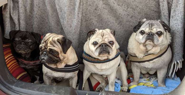 Die Dogorama Kalender Challenge Titelbild-Beitrag-Bild