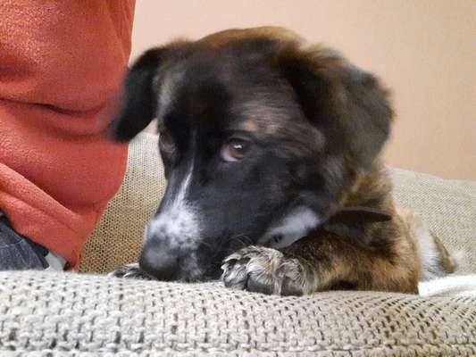 CHALLENGE NR. 19 - Der Hundeblick-Beitrag-Bild