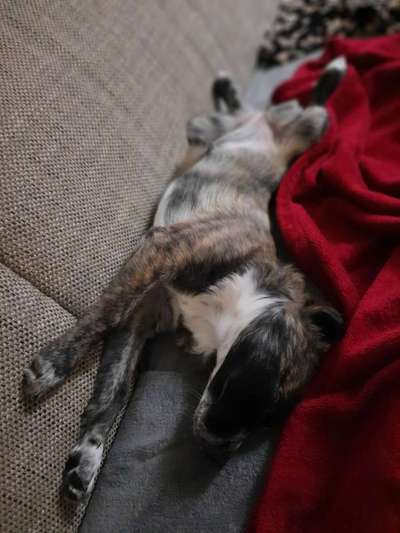 Challenge Nr 14
Eure Fellnasen auf ihrem Lieblingsplatz-Beitrag-Bild