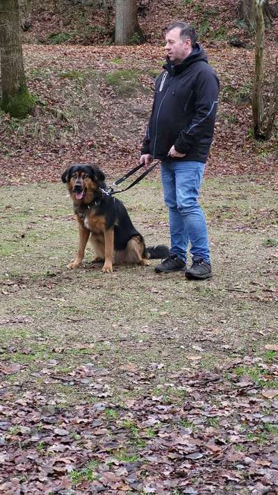 Hundetreffen-Spielrunde und Gassirunde-Bild