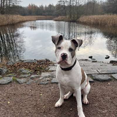 Hundetreffen-Social Walk Partner / Gruppe für Lernspaziergänge gesucht-Bild