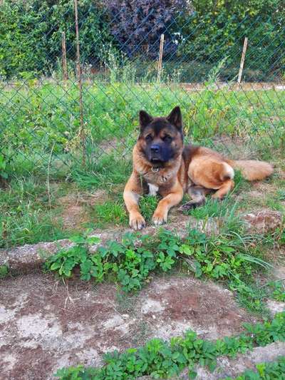 American Akita-Beitrag-Bild