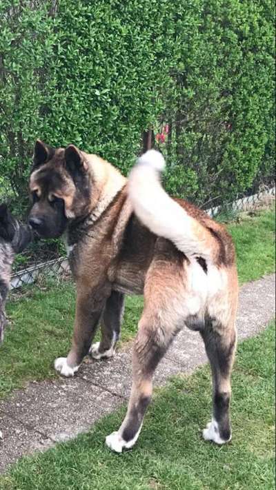 American Akita-Beitrag-Bild