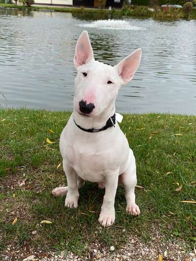 Hundetreffen-Treffen in Nürnberg-Bild