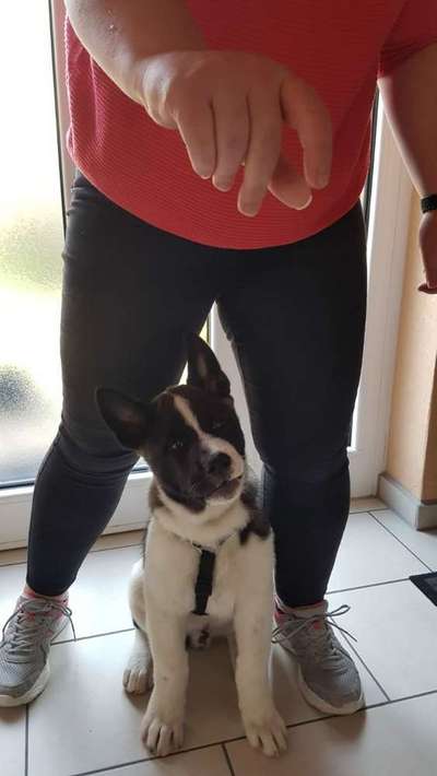 Welpen Bilder !-Beitrag-Bild