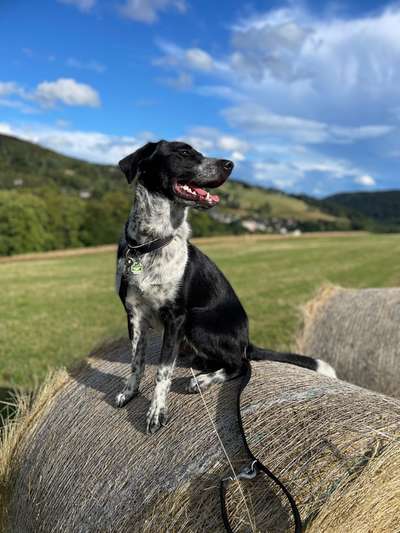 Zeigt uns das 6. Bild von eurem Hund in eurer Galerie-Beitrag-Bild