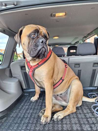 Foto Challenge Thema "Hunde im Auto"-Beitrag-Bild