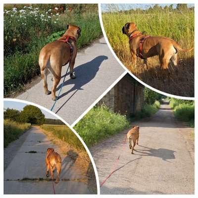 43. Collage Challenge - Schattenspiele-Beitrag-Bild