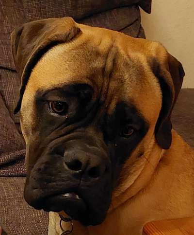 Dogorama Photo Challenge - Hundeblick zum hinschmelzen-Beitrag-Bild