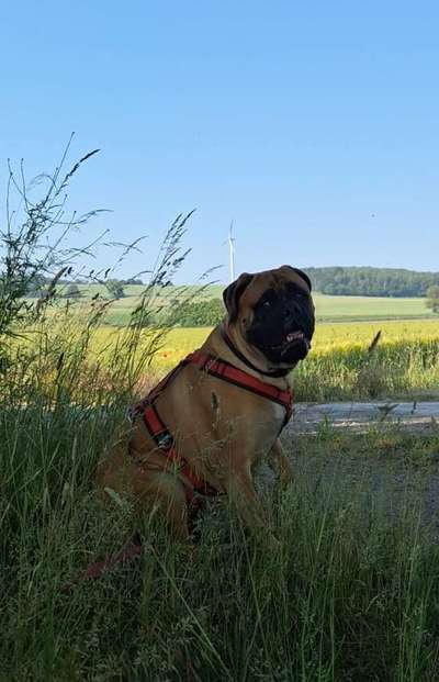 Handy Fotochallenge Nr. 52: Dein Hund mit blauem Himmel-Beitrag-Bild