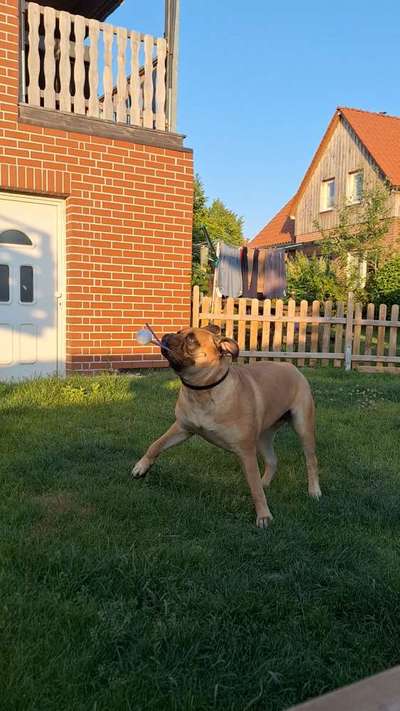Fotosammlung: ,,Der natürliche Hund" Unbearbeitet, ungestellt und in Natura-Beitrag-Bild