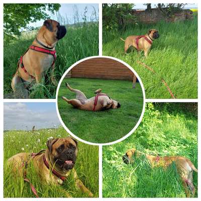 39. Collagen Challenge - Dein Hund auf einer Wiese-Beitrag-Bild