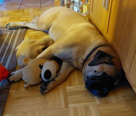 Euer Hund und sein Lieblingskuscheltier-Beitrag-Bild