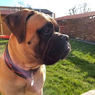 Hunderunde-Beitrag-Bild