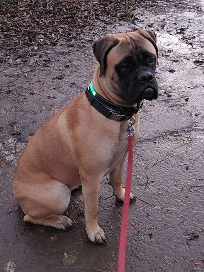 Welpenfotos-Beitrag-Bild