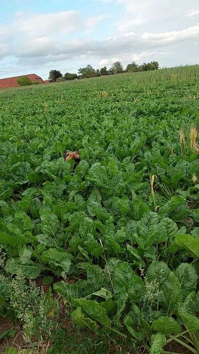 Dogorama Photo Challenge - Tarnung ist alles-Beitrag-Bild