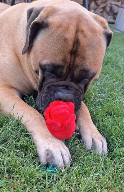 Dogorama Photo Challenge - TV Hund-Beitrag-Bild