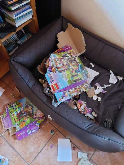 Zeig mir, dass du mit einem hund zusammenlebst....-Beitrag-Bild