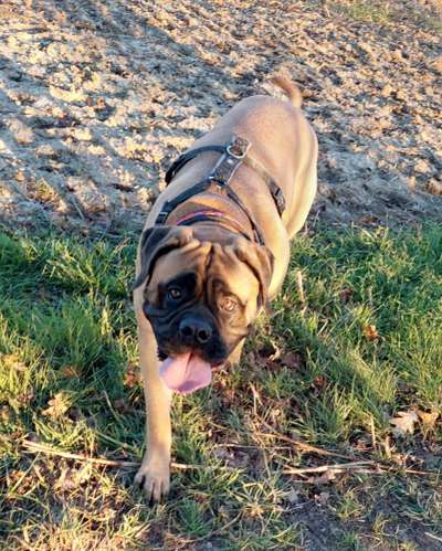 Dogorama Photo Challenge - Der Frühling kommt-Beitrag-Bild