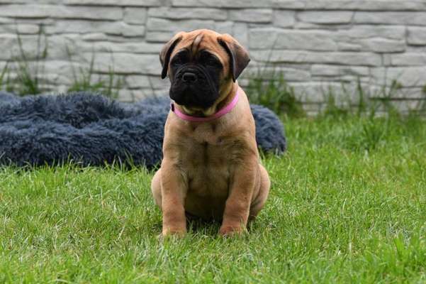 Vom Welpen zum Hund-Beitrag-Bild