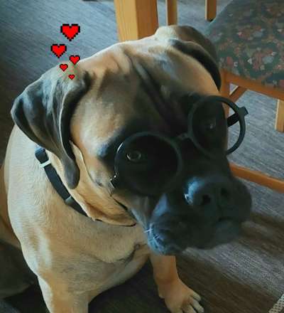 Hund"kreativ" in Szene gesetzt, Fotobomb u.a.-Beitrag-Bild