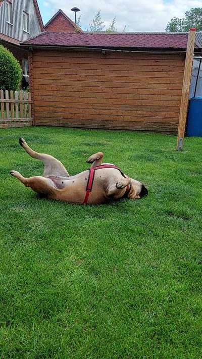 Dogorama Photo Challenge - Zeigt her eure Bäuche-Beitrag-Bild