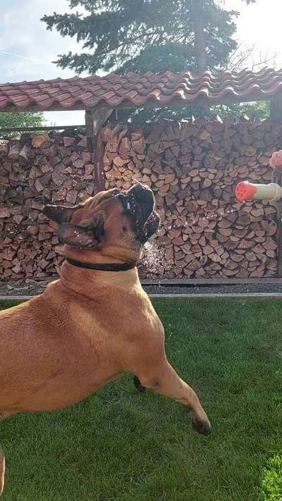 Dogorama Photo Challenge - Wasserspiele-Beitrag-Bild